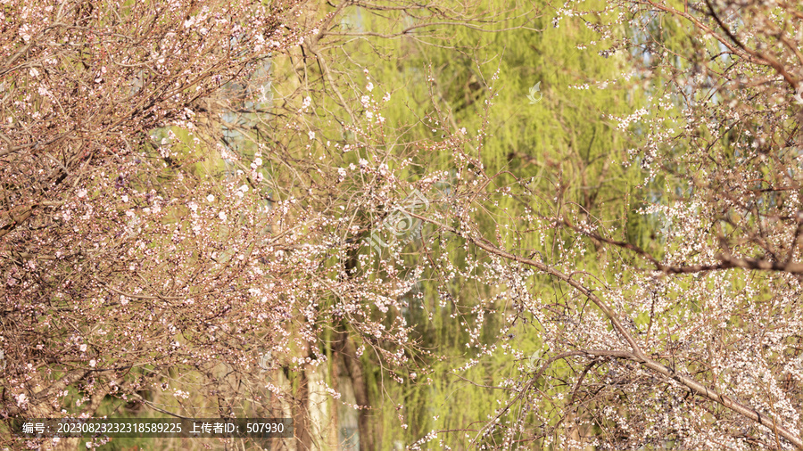 桃花树