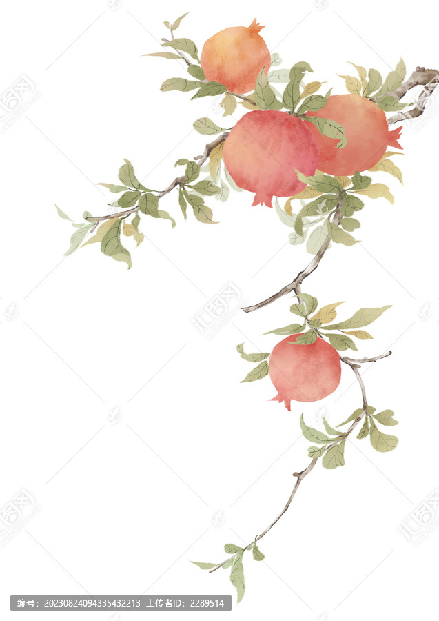 唯美國風(fēng)石榴插畫