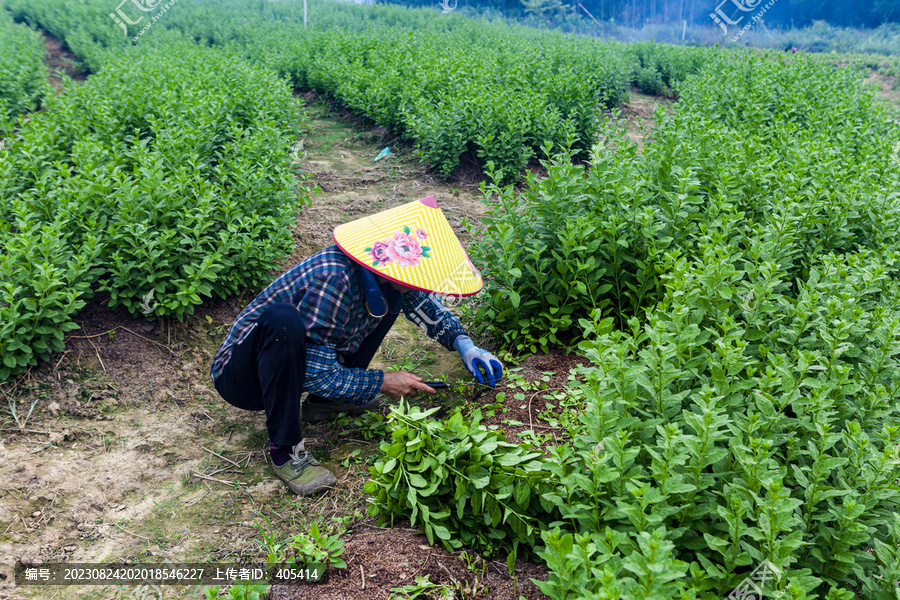 菜农收割蔬菜劳动场景