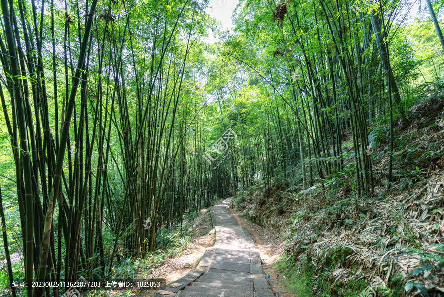 竹林小路自然风光