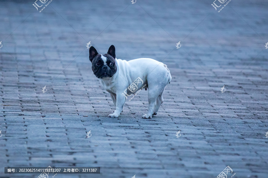 法兰西斗牛犬