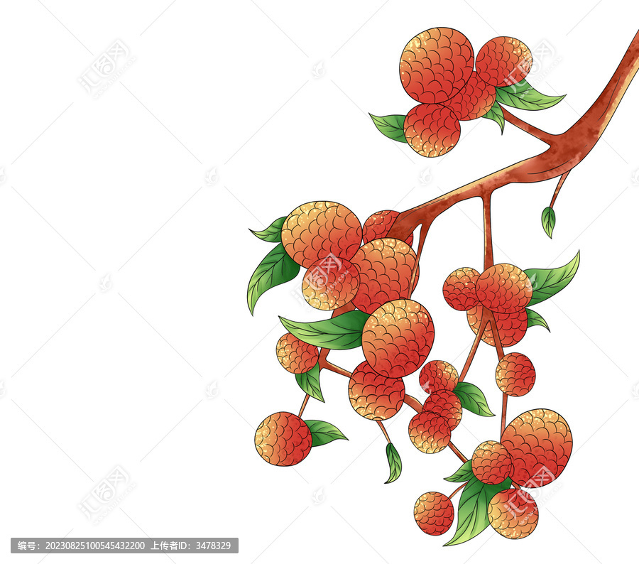 素材荔枝手繪插畫