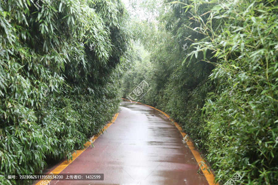 雨中竹林小路