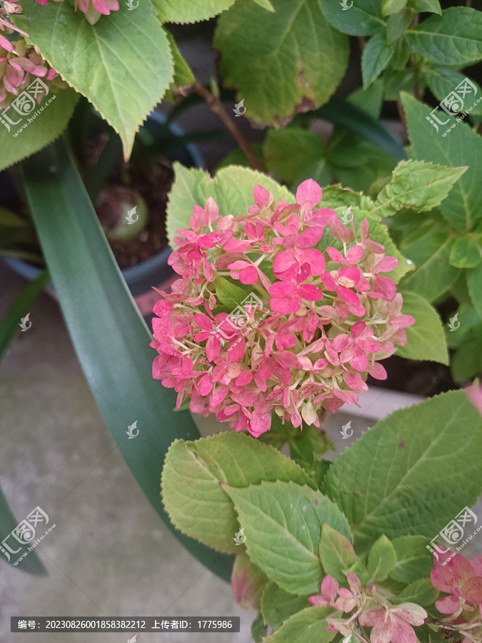 繡球花無盡夏