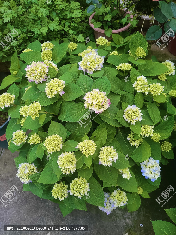 繡球花無盡夏