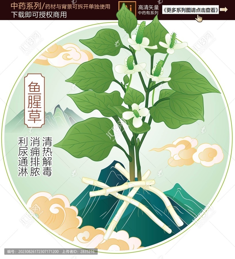 魚(yú)腥草