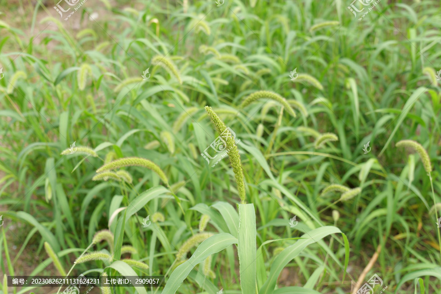 公园绿地草地狗尾草