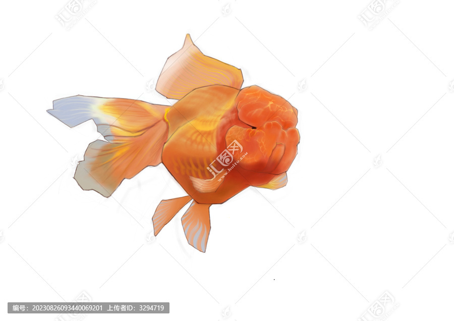 大頭金魚
