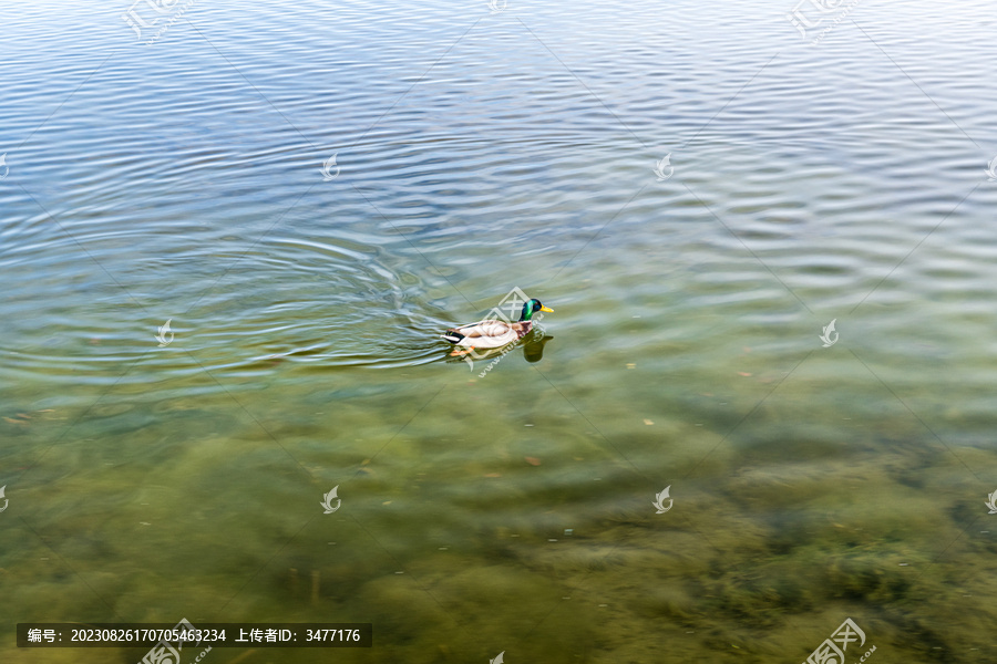 湖水中游泳的绿头野鸭