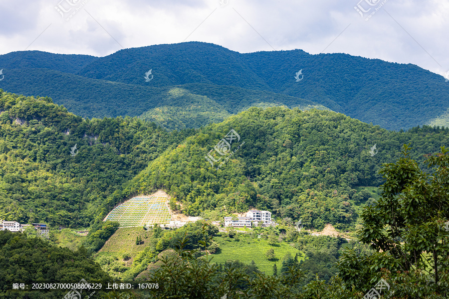 神农架高山茶园