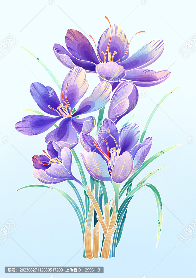 國潮風中藥材藏紅花PSD素材