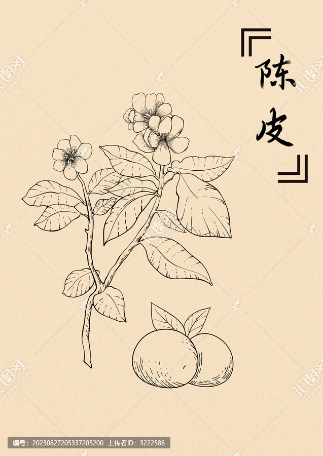 陳皮插畫