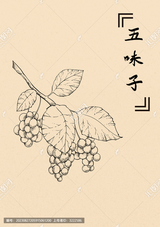 五味子插畫線稿