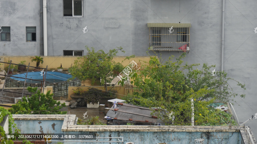 顶楼阳台种植花草树木及蔬菜