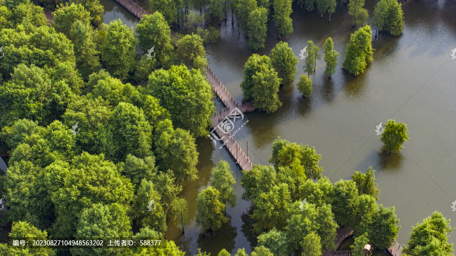 杭州临安青山湖水上森林