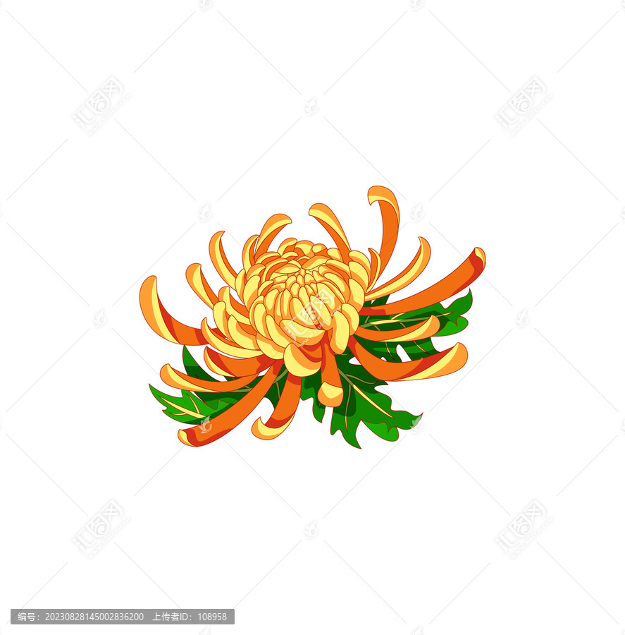 菊花