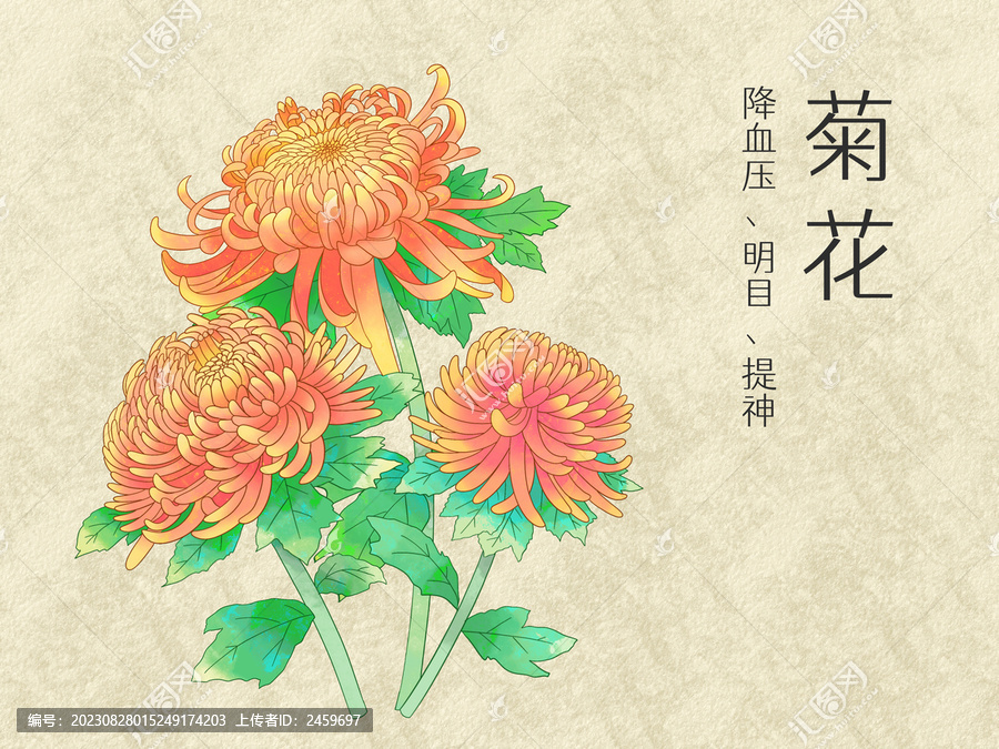 手绘水彩花卉橙色菊花插画