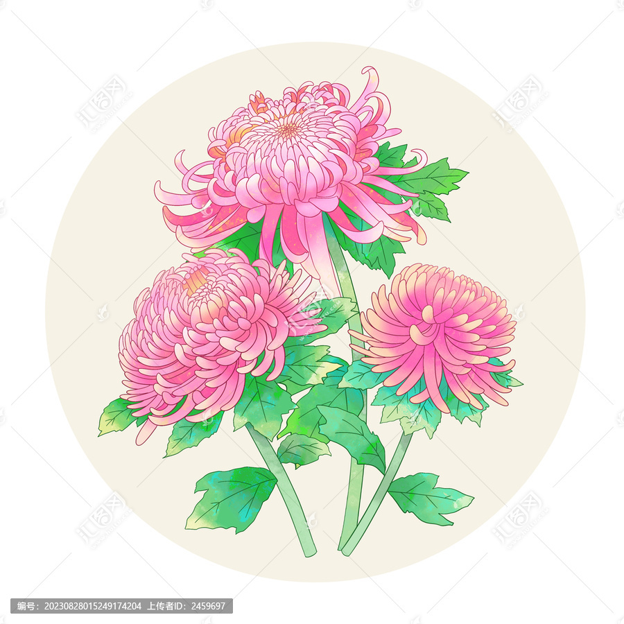 手繪水彩花卉粉色菊花