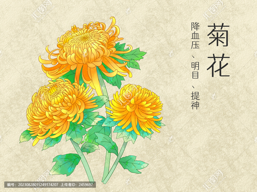 手繪水彩花卉黃色菊花插畫
