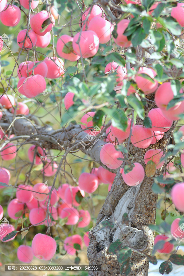 苹果挂满树枝