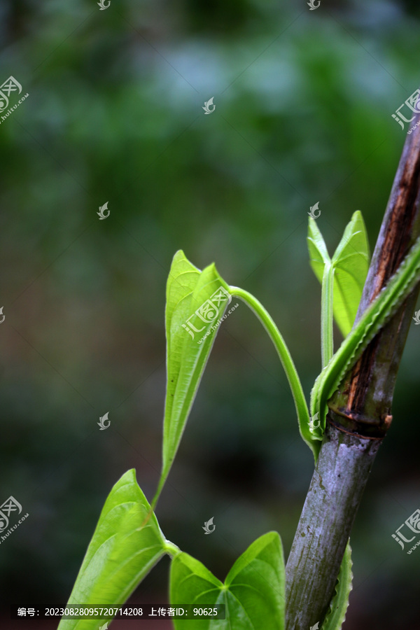 绿色植物