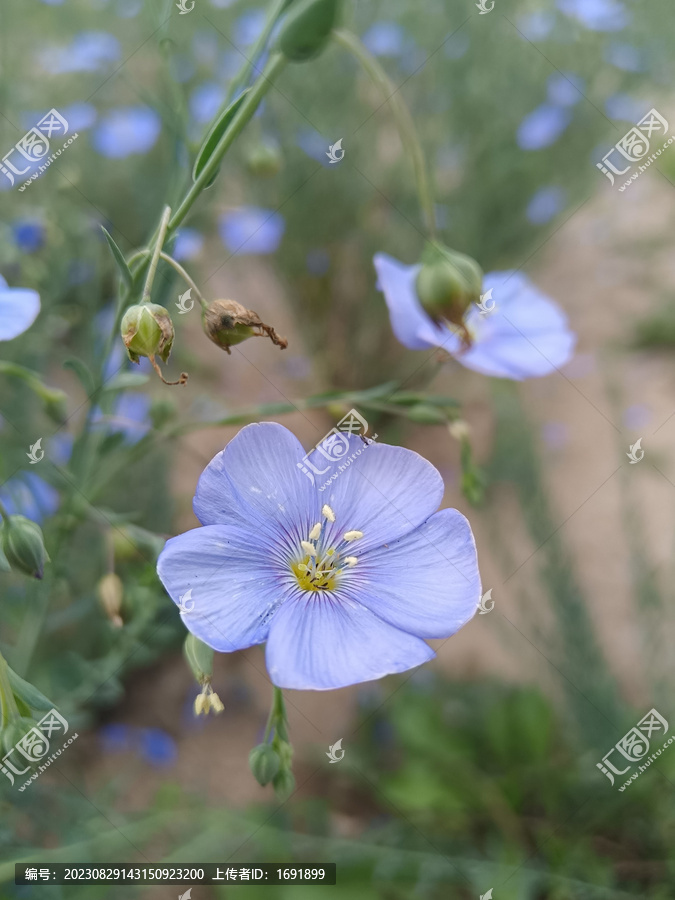 胡麻花