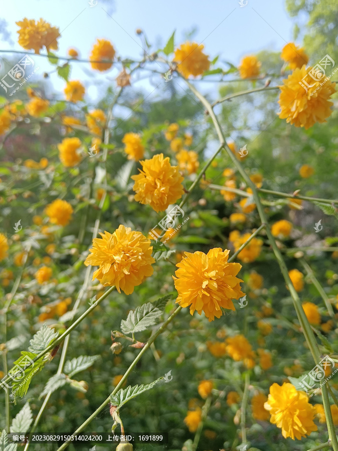 重瓣棣棠花
