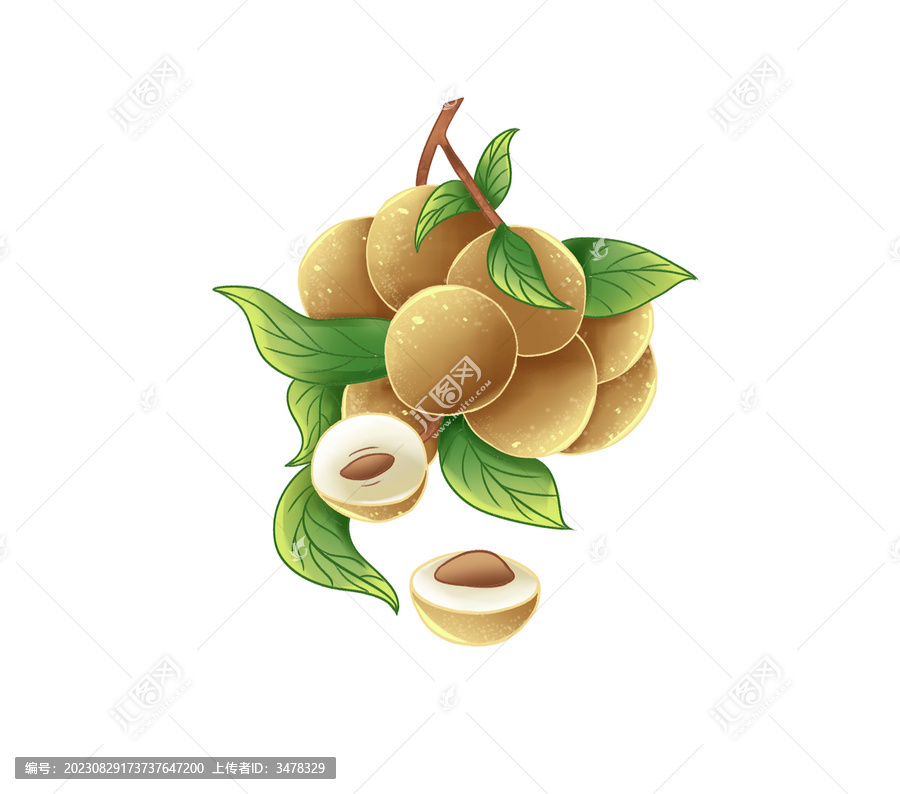 桂圓素材手繪插畫