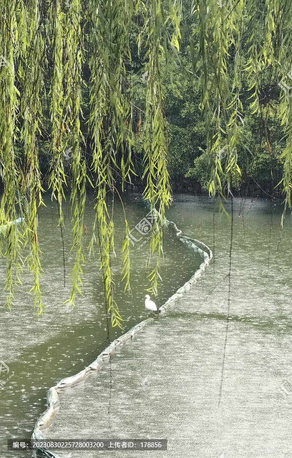 雨中白鹭