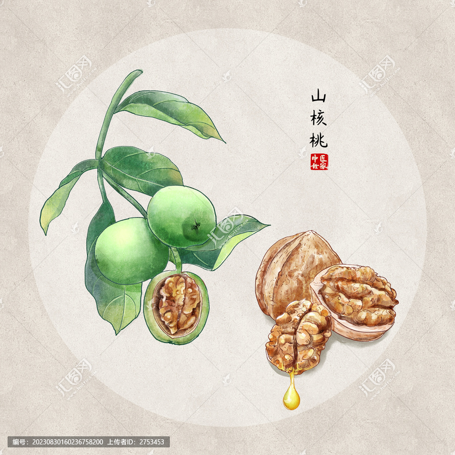 核桃插畫手繪