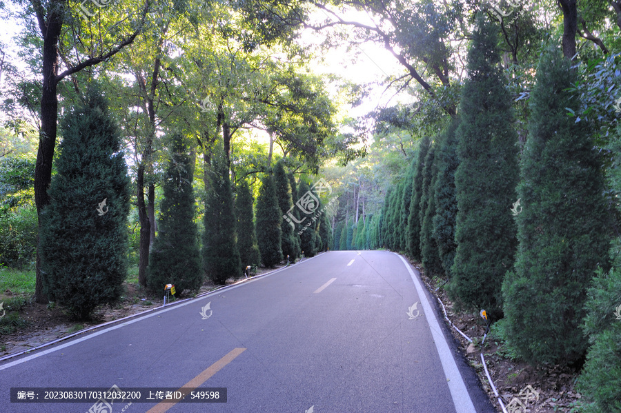 陵园道路