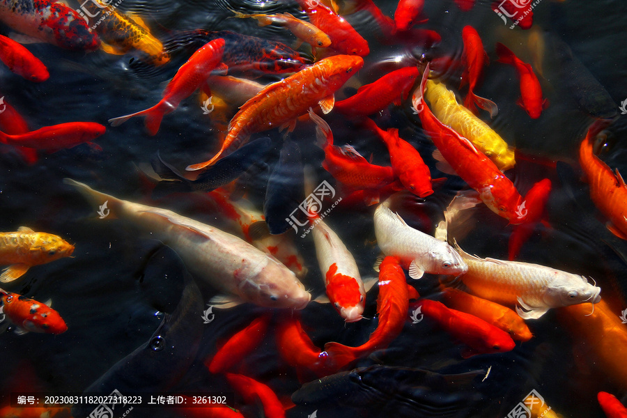 彩色锦鲤观赏鱼