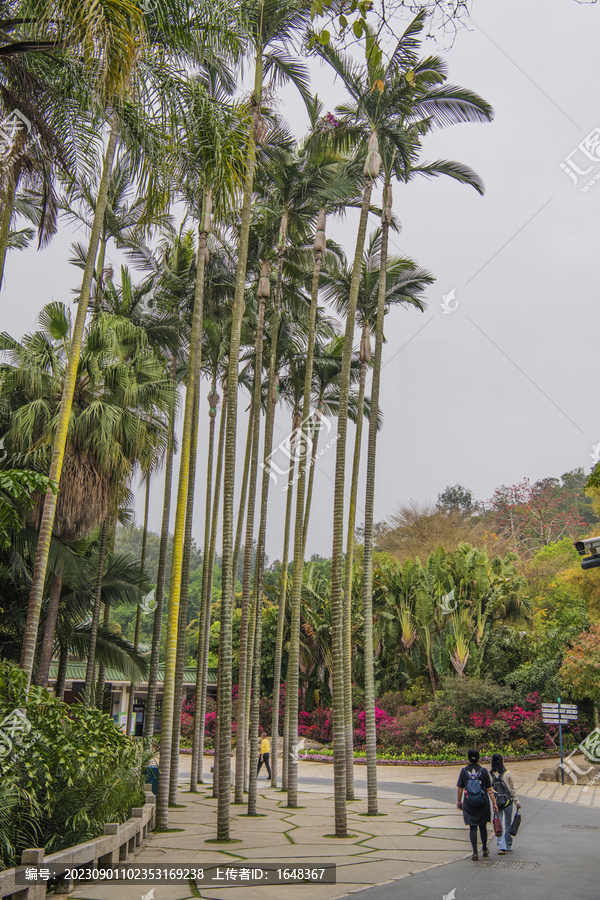 厦门植物园路边大王椰子树