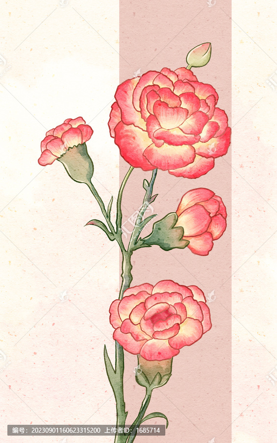 古風(fēng)康乃馨