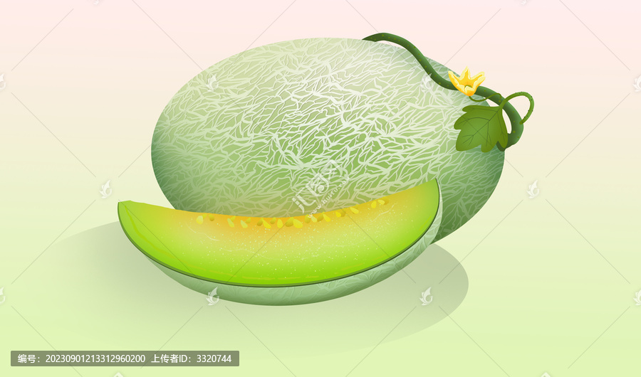哈密瓜手繪插畫