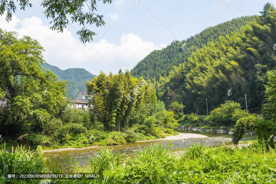 竹林竹海