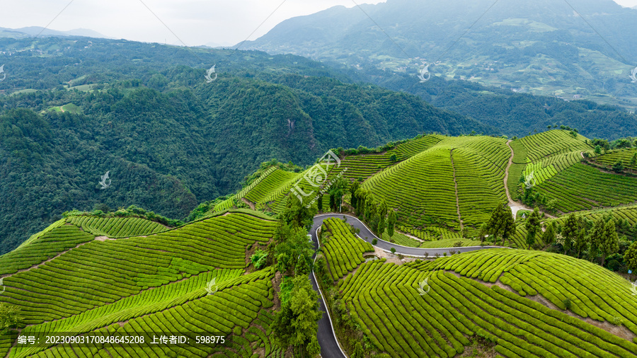 湖北恩施鹤峰木耳山茶园