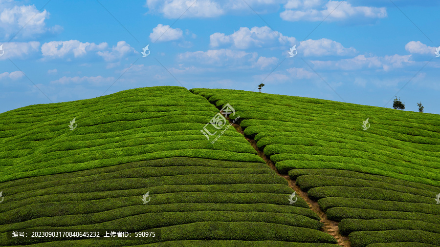 湖北恩施鹤峰木耳山茶园