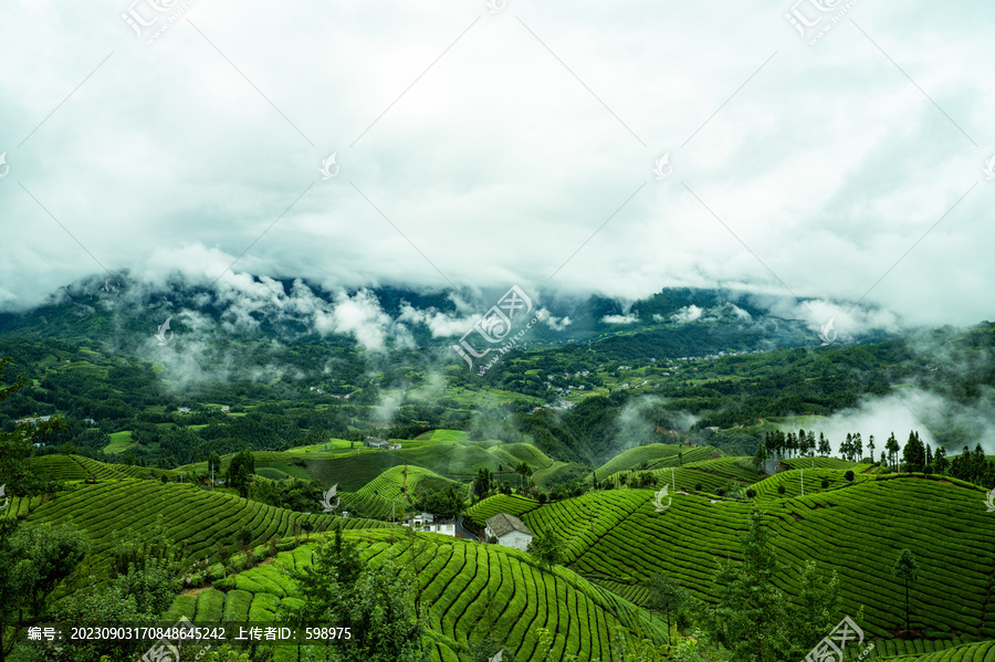 湖北恩施鹤峰木耳山茶园