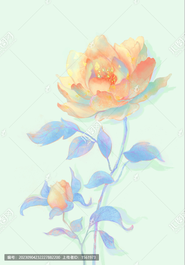 芍藥花牡丹花