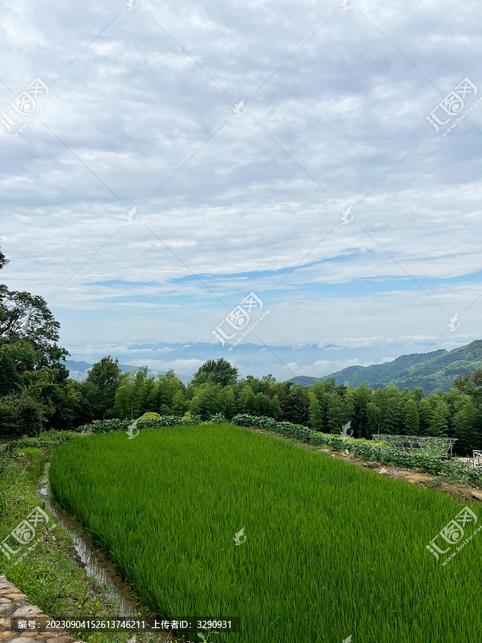 高山生态稻田风光