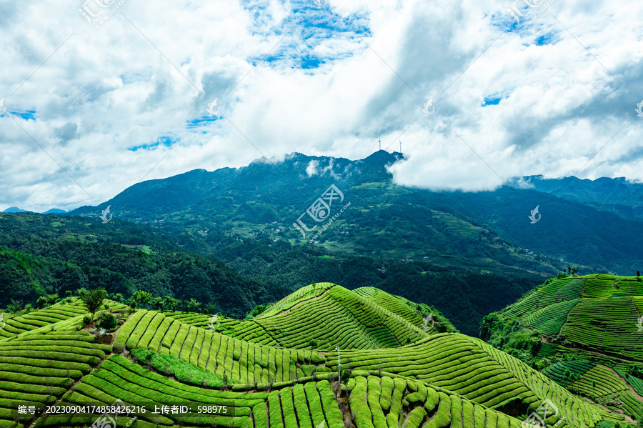 湖北恩施鹤峰木耳山茶园