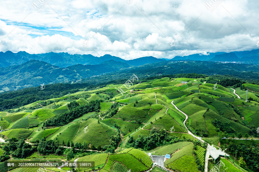 湖北恩施鹤峰木耳山茶园