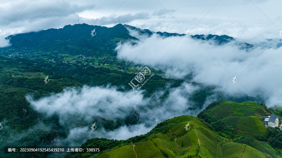 湖北恩施鹤峰木耳山茶园