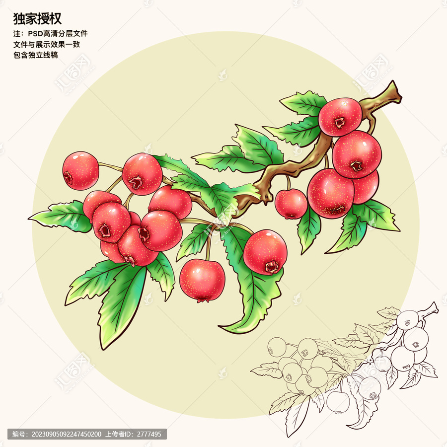 山里紅插畫