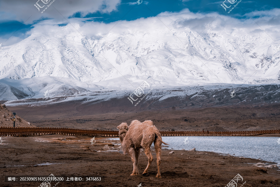 南疆帕米尔高原雪山下的骆驼