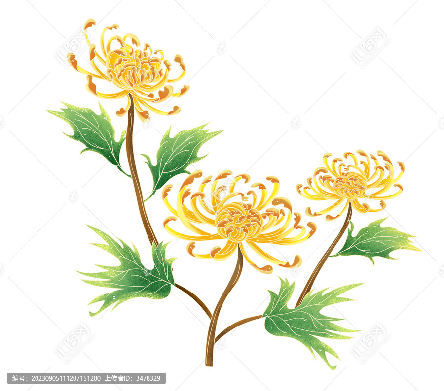 菊花素材手繪插畫(huà)