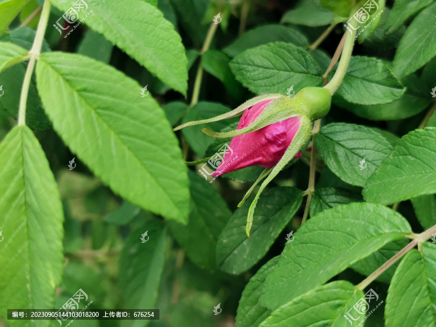 玫瑰花花苞