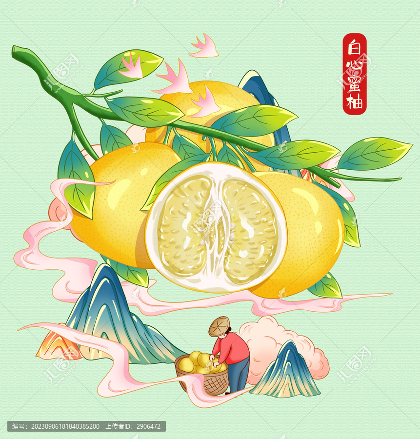 白心蜜柚插畫