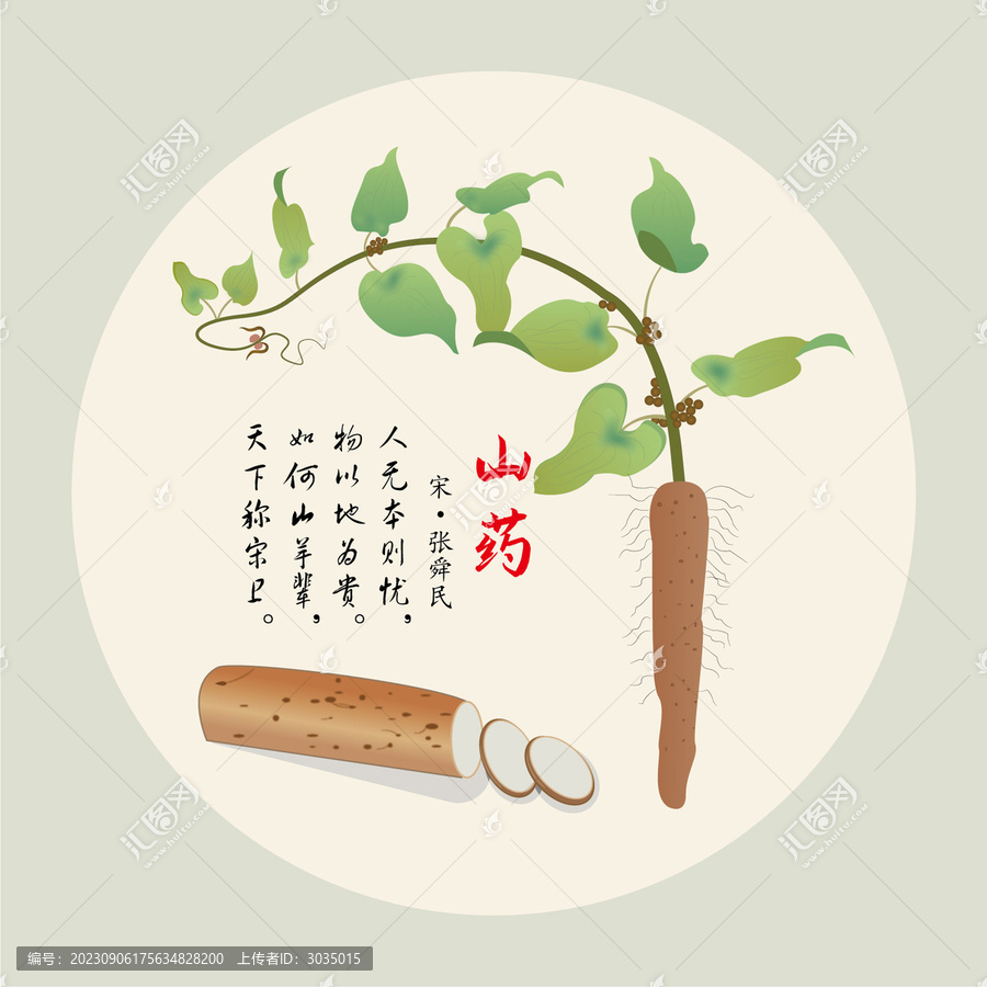 手繪中藥材山藥插畫